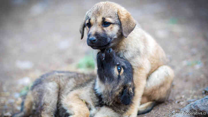 Detuvieron a falso veterinario por amputar orejas y colas a cachorros en Huechuraba