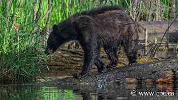 Multiple bear sightings reported in Calgary, biologist says they're not uncommon in the city