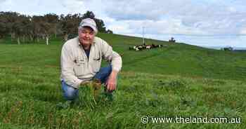 Weeds all part of the paddock-to-plate picture for beef and lamb producer