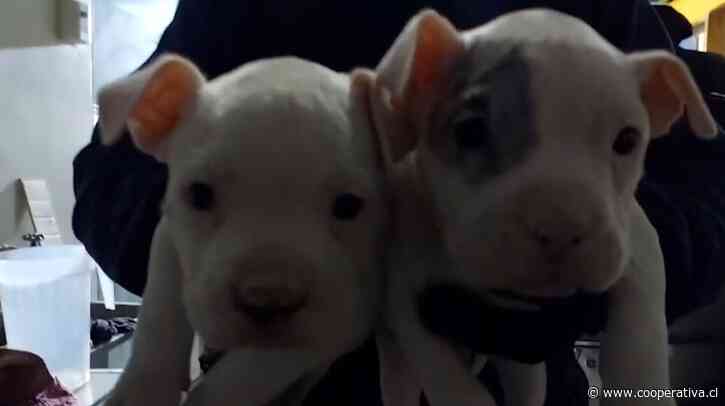 Hombre fue detenido por realizar cirugías estéticas a perros sin ser veterinario en Huechuraba
