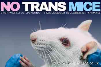 Nancy Mace mocked online after posting about ‘trans’ mice in research