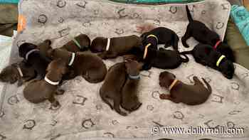 Cathy the Doberman matches UK record after giving birth to massive litter of puppies