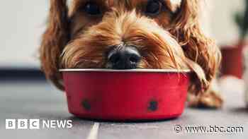 Microplastics in over 75% of pet food, study finds
