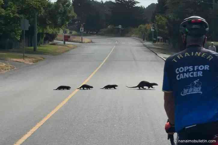 VIDEO: Otter family turns Beach Avenue into a wildlife crosswalk in Oak Bay