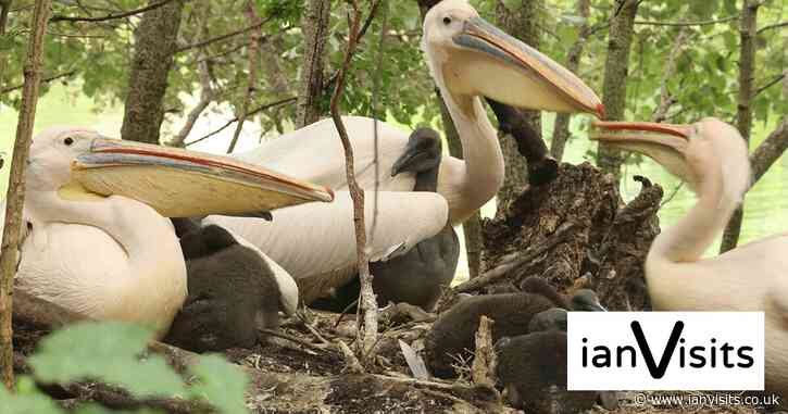 Historic first as pelican chicks hatch in St James’s Park