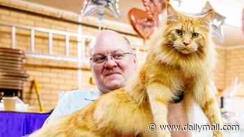 Feline lucky! Cat show star Logan makes a BIG impression at annual event