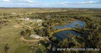 Womboin quality breeding, fattening for both cattle and sheep | Video