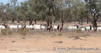 How China's growing appetite for goatmeat is helping Australian exports