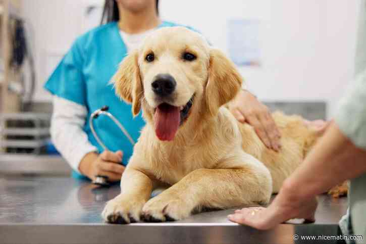 Stérilisation du chien mâle : 5 idées reçues passées au crible