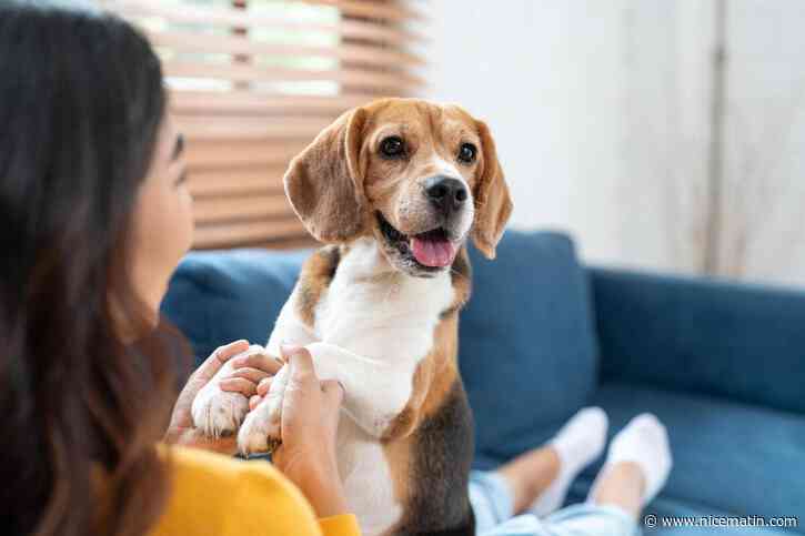 Stérilisation du chien mâle : 5 idées reçues qui ont la vie dure