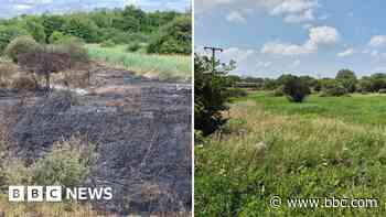 Meadow rises from the ashes a year after fire