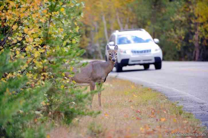 NIWRA: Thousands of animals killed on B.C. highways each year