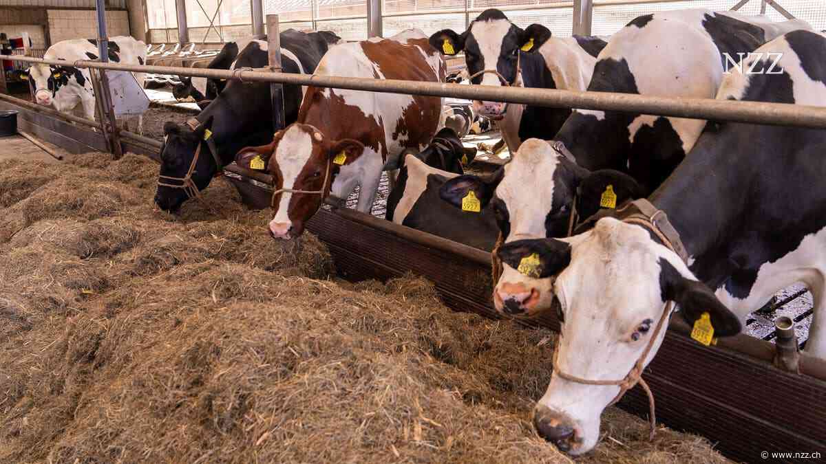 Fleisch produzieren, ohne Tiere zu töten: Ein niederländischer Bauer will als Erster dieses Zukunftsgeschäft betreiben