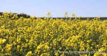 Canola trials explore risks and rewards of bringing sowing dates forward