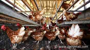 Chicken giant Inghams plunges into lockdown as second case of bird flu is detected in Western Australia