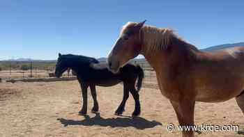 Stables at Tamaya kick-off annual rodeo season featuring rescue horses