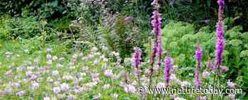 Uw tuin vol vlinders?