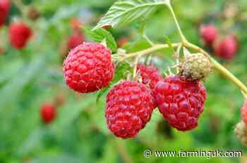 Fruit farm trial to test robots for harvest logistics