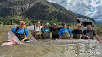 Massive sturgeon reeled in on B.C.’s Fraser River | The Moment