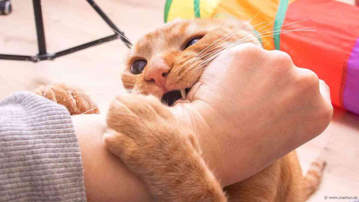 Kleine Katze, große Gefahr – was ein harmloser Biss mit einem Arm anrichten kann