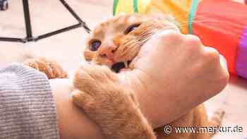 Kleine Katze, große Gefahr – was ein harmloser Biss mit einem Arm anrichten kann