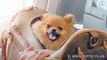 Passengers left fuming after dog owners' 'disgusting' flight move