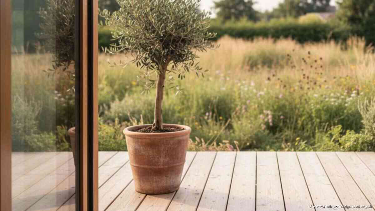 Olivenbaum richtig umtopfen: Expertin erklärt die wichtigsten Dos and Don‘ts