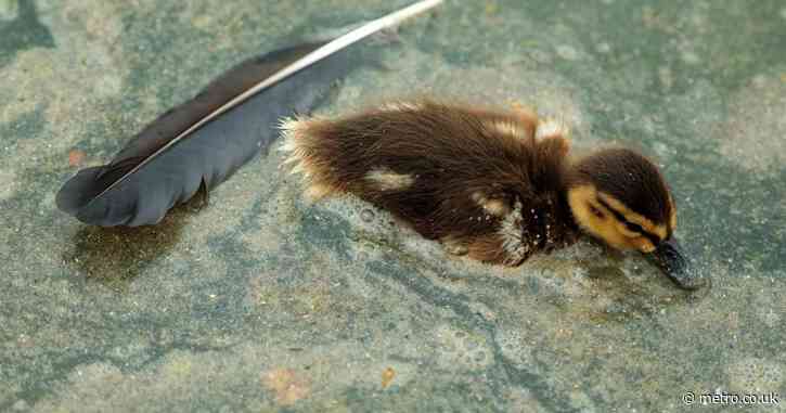 Dead duckling found floating in Donald Trump’s ‘improved’ reflecting pool