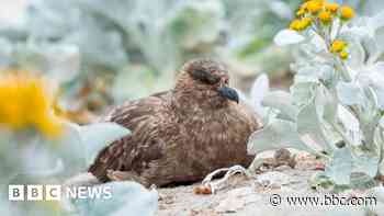 Australia confirms first case of H5N1 bird flu as virus reaches every continent