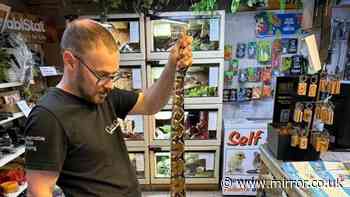 Second SIX FOOT snake found on UK golf course amid fears owner dumping pets and there could be more