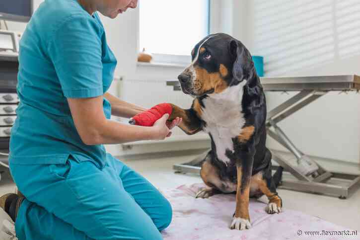 UWV: voegers, dierenartsassistenten en budgetconsulenten steeds kansrijker