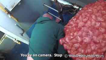 Fishermen are jailed after ditching 'illegal' lobster haul over boat during inspection