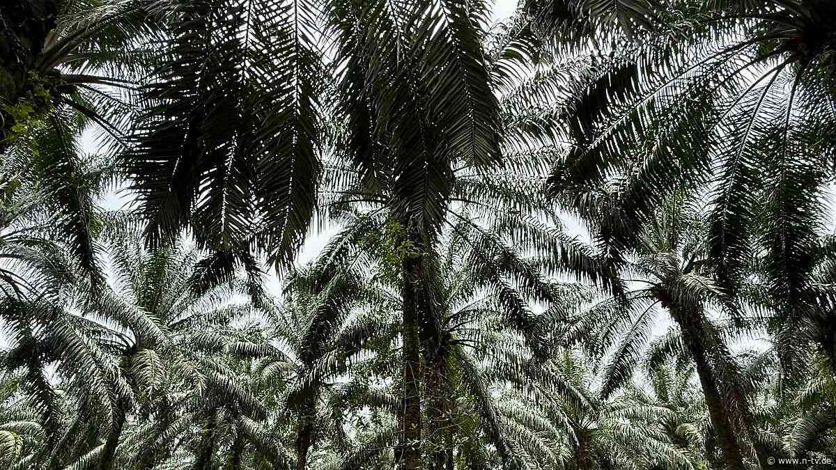 In vielen Produkten enthalten: Der Konsum dieser pflanzlichen Fette zerstört Ökosysteme