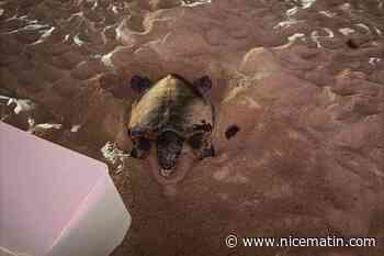 Une tortue caouane débarque sur une plage de la Côte d’Azur… Mais repart sans pondre