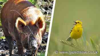 Tamworth pigs to move into Wild Saltholme to potentially help decline of beloved birds