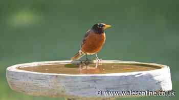 Anyone with a birdbath urged to add 1 common item this summer to attract robins