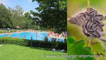Achtung, fiese Raupe: Eichenprozessionsspinner im Freibad Bad Wörishofen