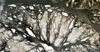 De natuur is de grote verbinder in expositie ‘Living Mesh’