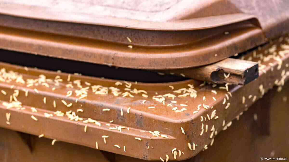 Biotonne voller Maden? Das müssen Sie jetzt tun, damit sie schnell verschwinden