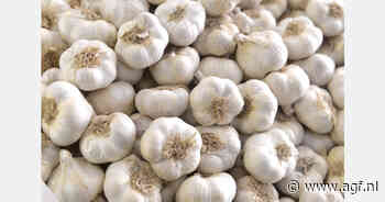 Onderzoek naar optimale knoflookteelt op Nederlandse bodem