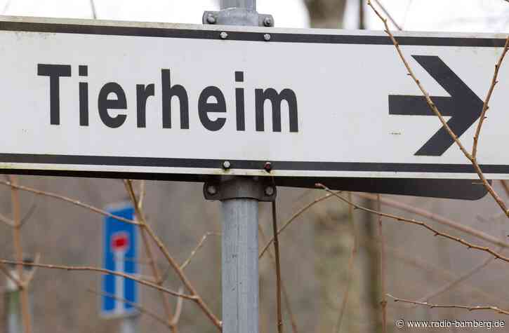 Besitzer will Hund loswerden und wird von Tierheim entlarvt