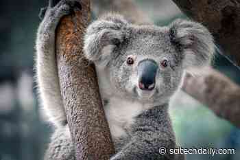Koalas Nearly Vanished 100,000 Years Ago – Long Before Humans Arrived