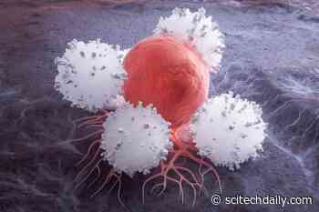 Scientists Capture Immune Cells Eating Live Cancer Cells for the First Time