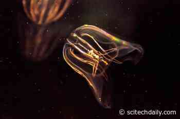 Scientists Just Repeated a Nobel Prize-Winning Experiment in a Creature Older Than Jellyfish