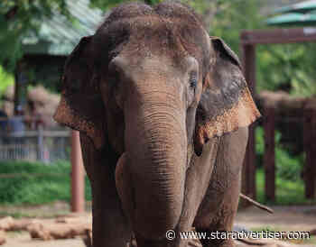 Hawaii Supreme Court to hear elephants’ rights case against Honolulu Zoo