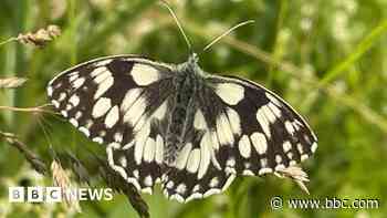 Your photos: Resting butterflies, curious geese and a sea of daisies