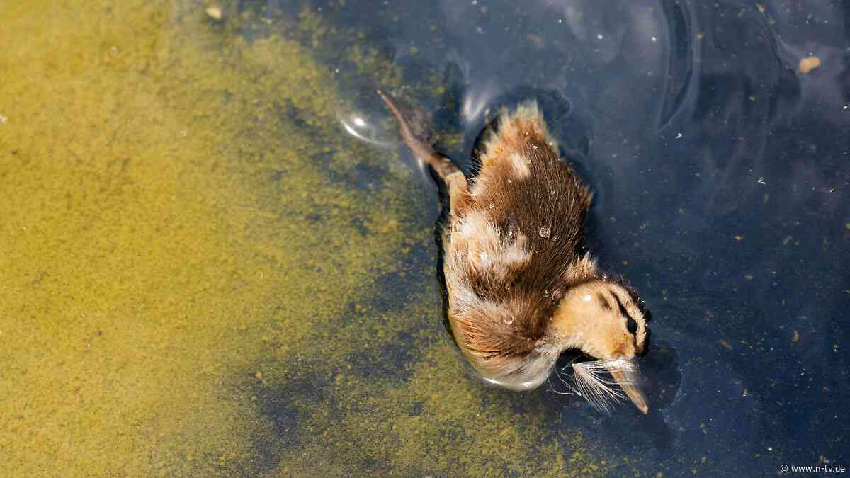 Regierung droht "Saboteuren": In Trumps Reflecting Pool treibt ein totes Entlein