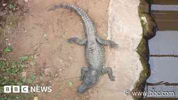 Child attacked by crocodile at zoo: Here's what we know so far