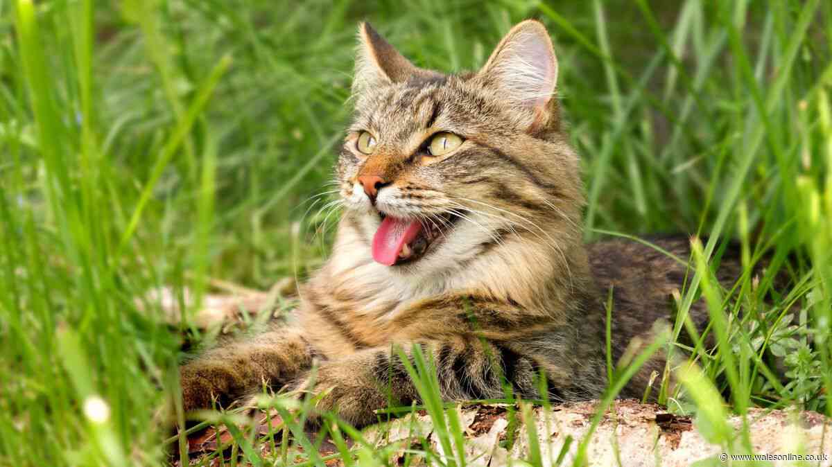 Critical information for all pet owners as vets issue 40C heatwave warning