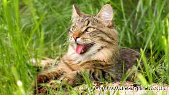 Critical information for all pet owners as vets issue 40C heatwave warning